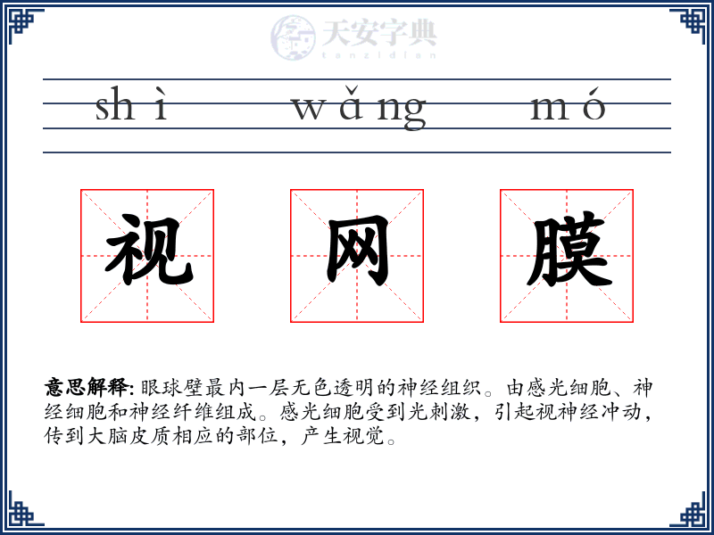 视网膜