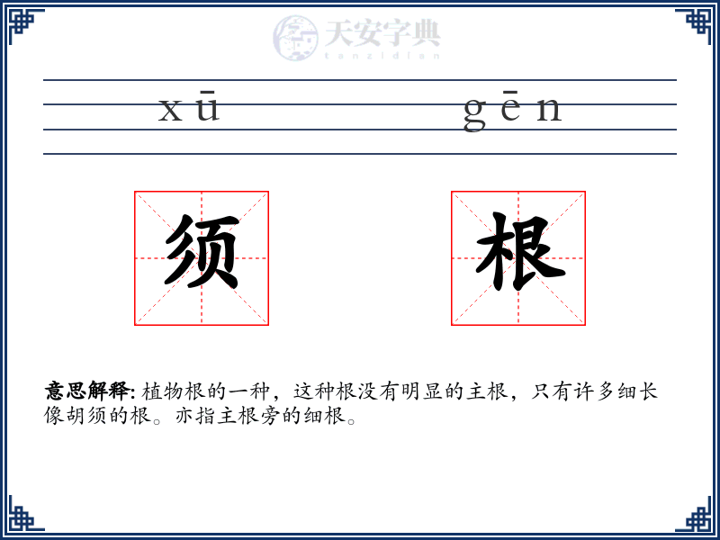 须根