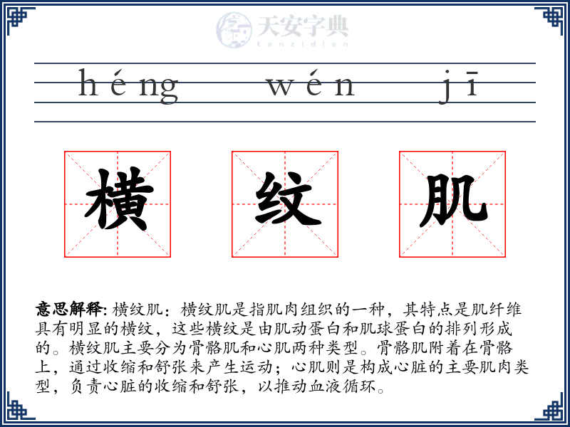 横纹肌