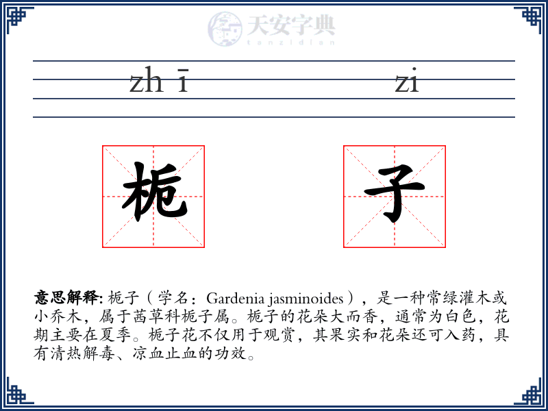 栀子