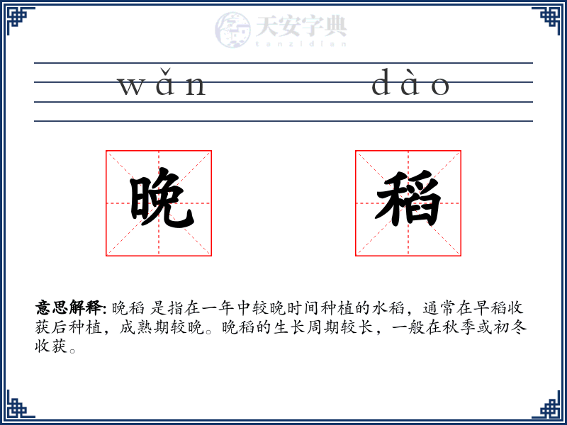 晚稻