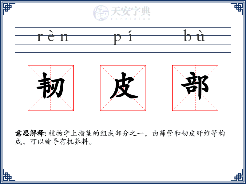 韧皮部