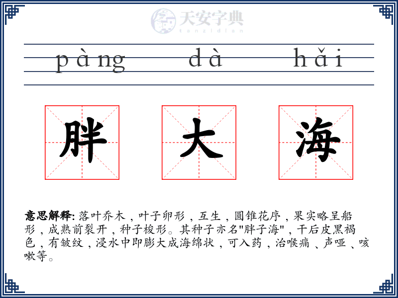 胖大海
