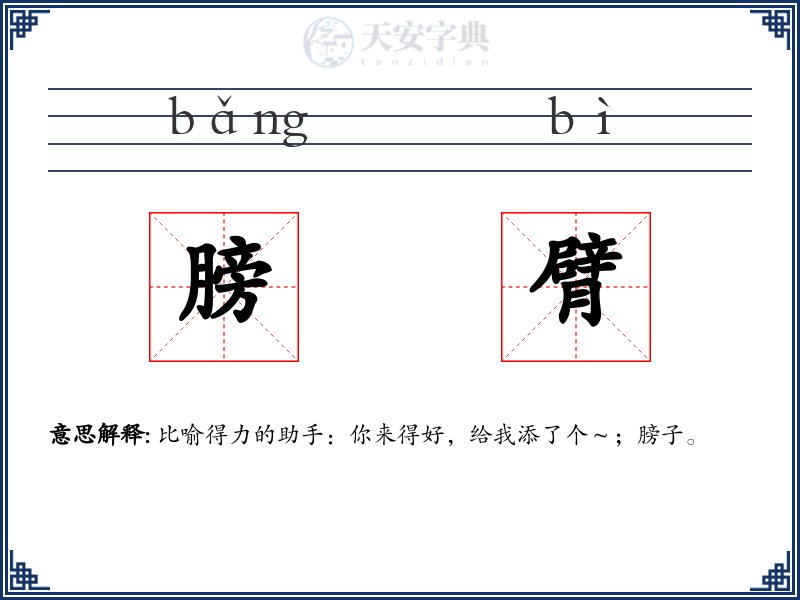 膀臂