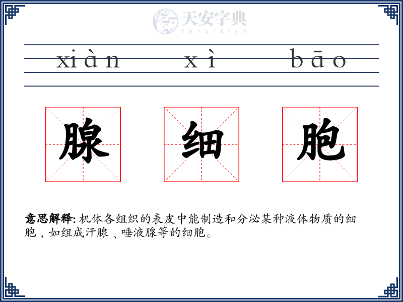腺细胞