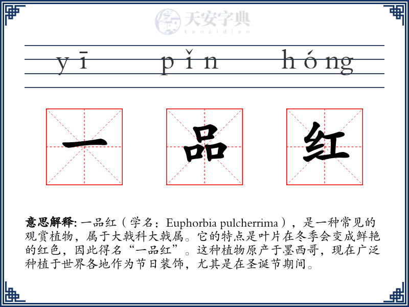 一品红