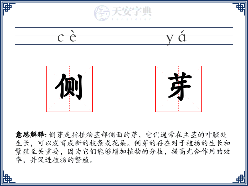 侧芽