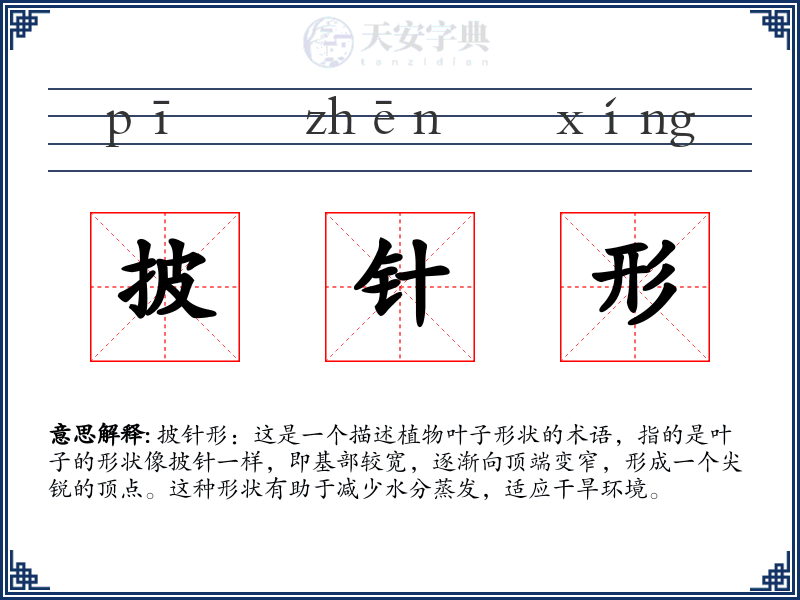 披针形