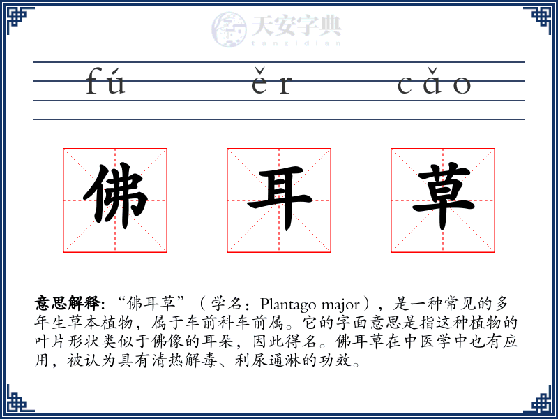佛耳草