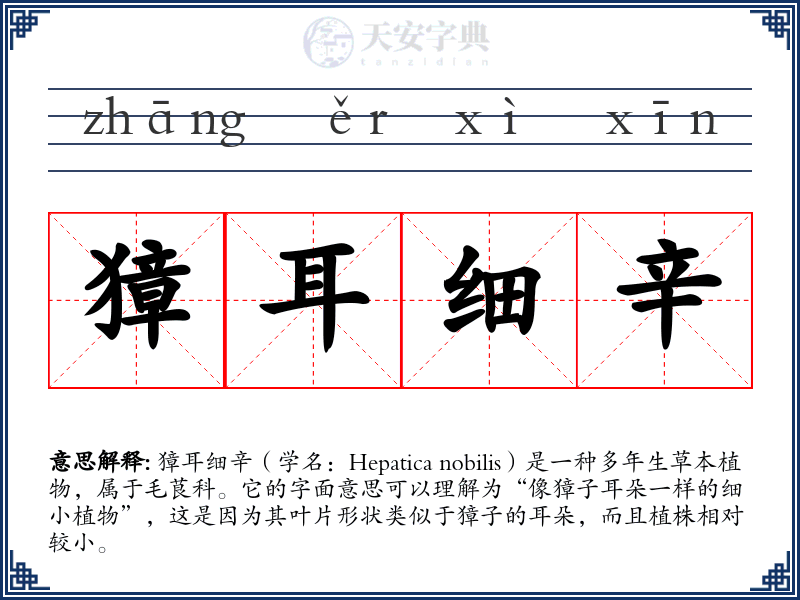 獐耳细辛