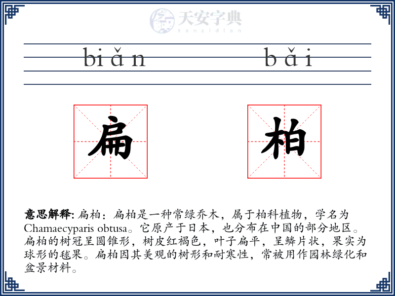 扁柏