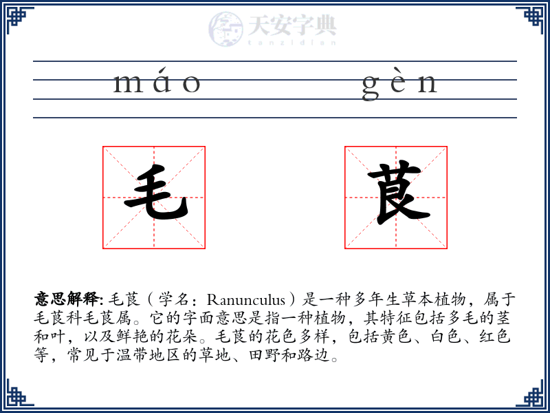 毛茛