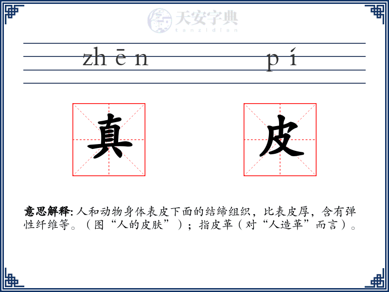 真皮