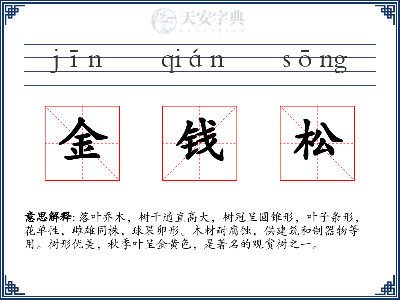 金钱松