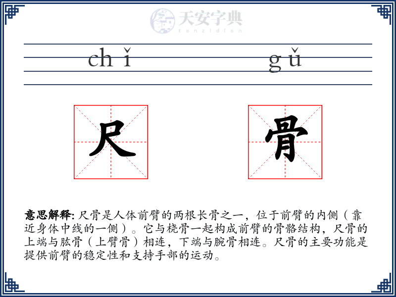尺骨
