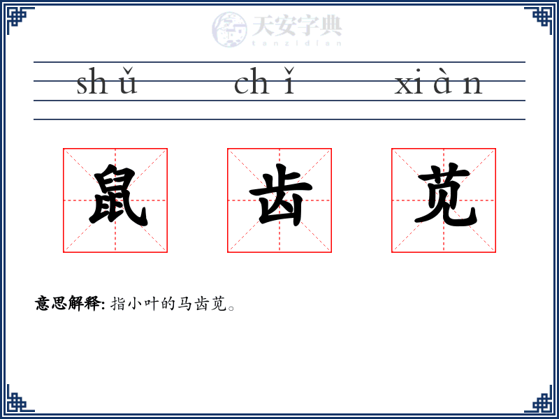鼠齿苋