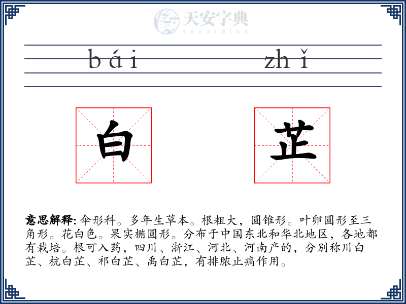 白芷