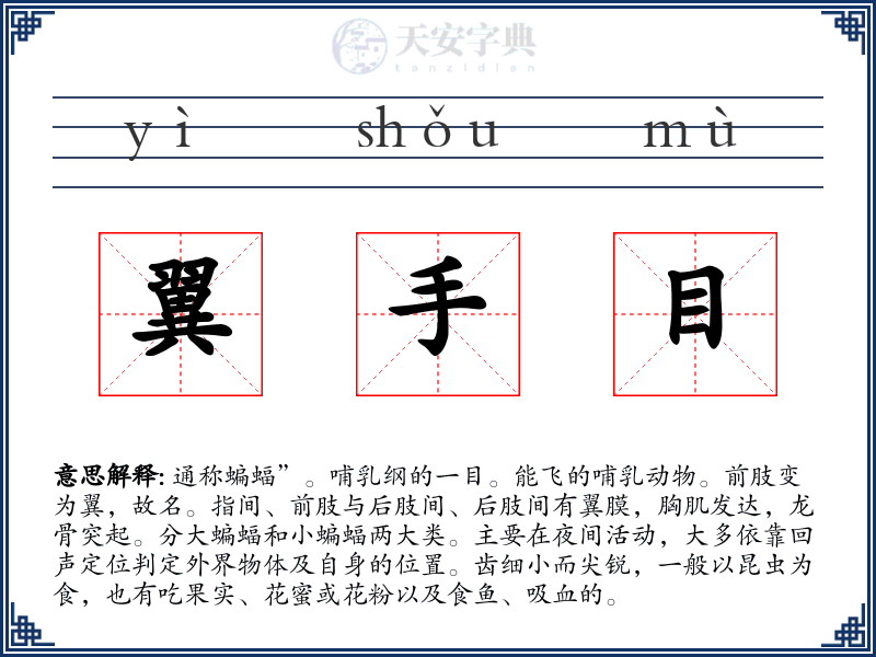 翼手目