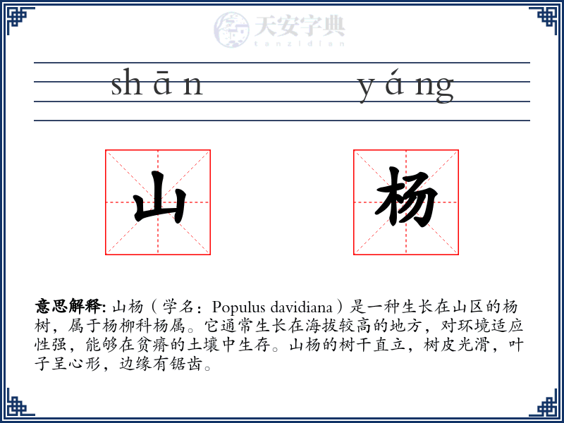 山杨