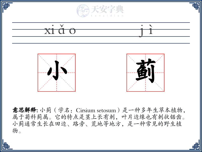 小蓟