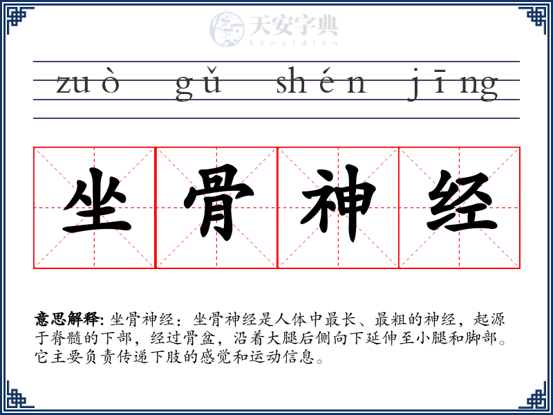 坐骨神经