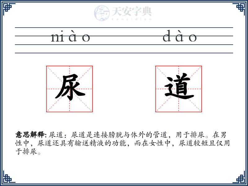 尿道