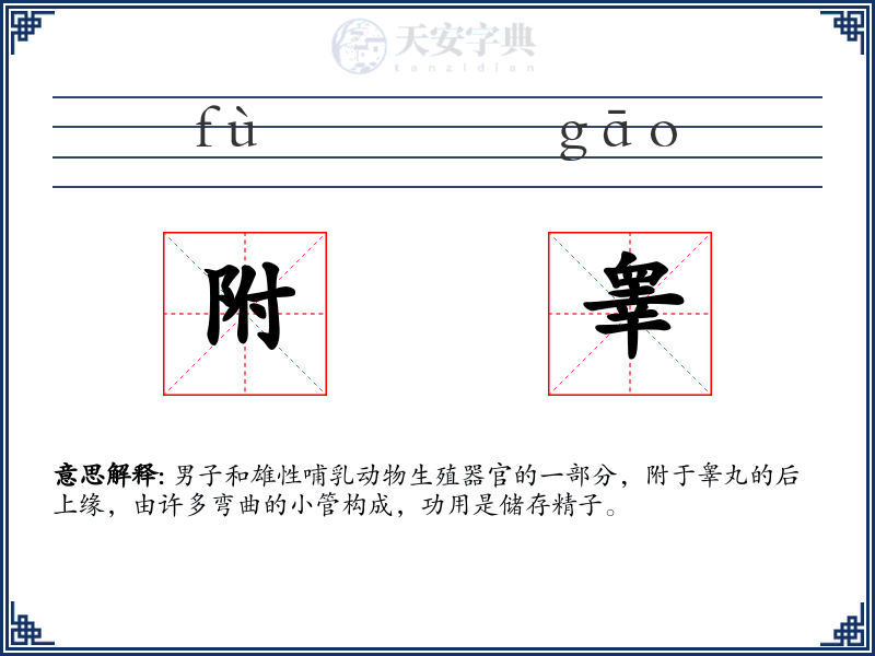 附睾