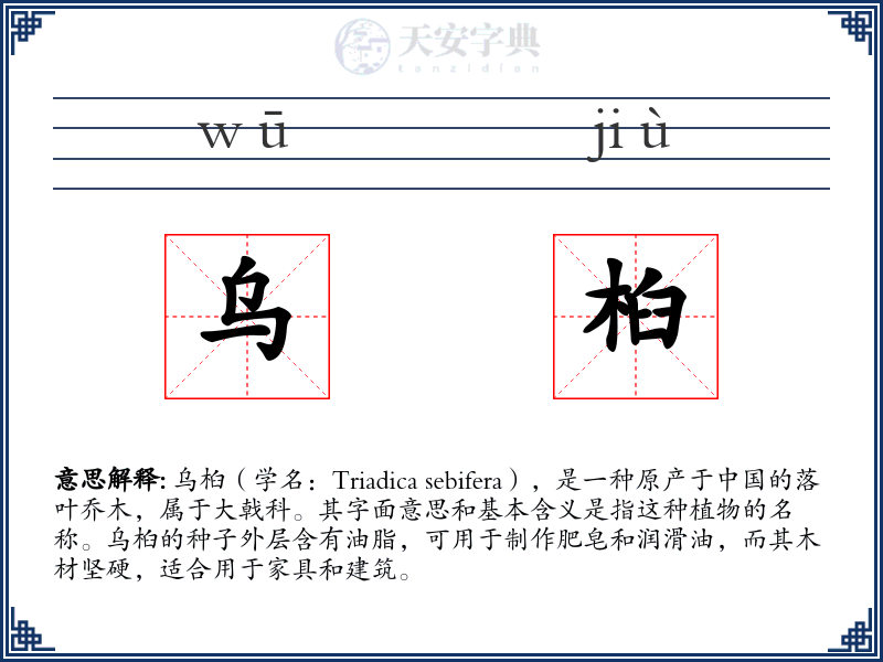乌桕