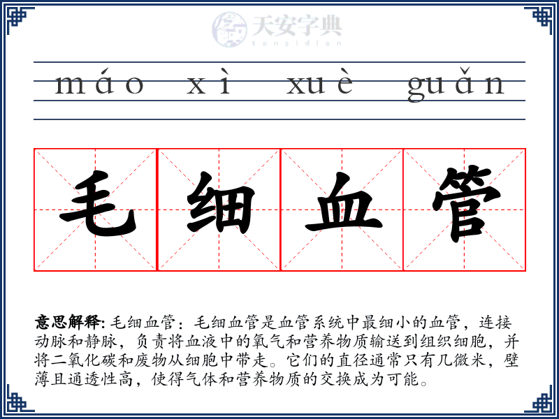 毛细血管