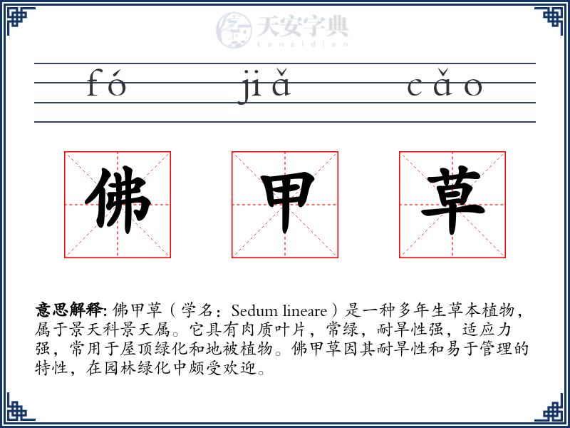 佛甲草