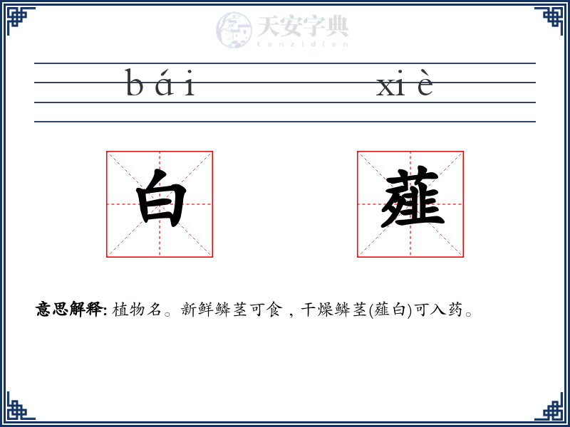 白薤