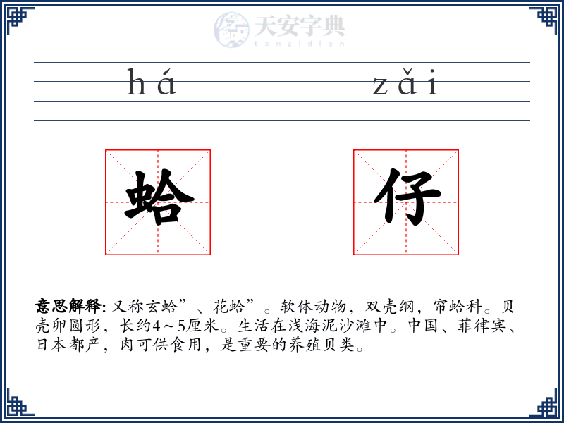 蛤仔