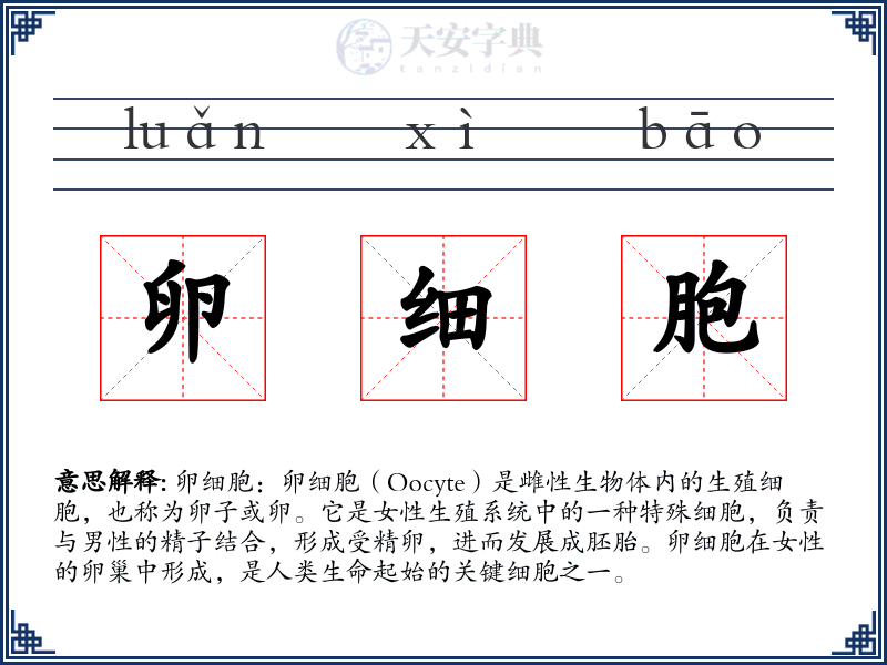 卵细胞