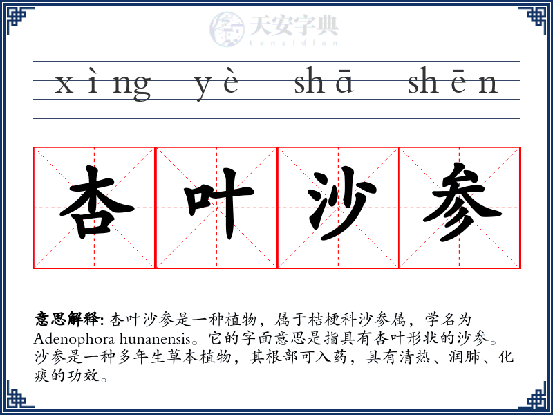 杏叶沙参