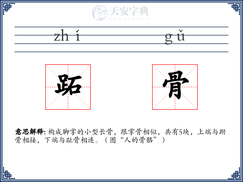 跖骨