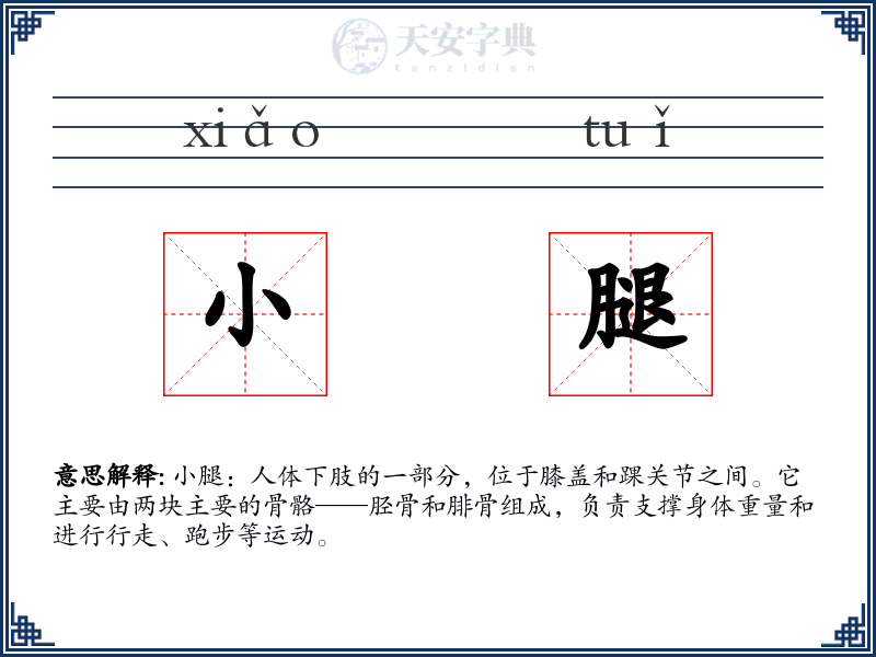 小腿