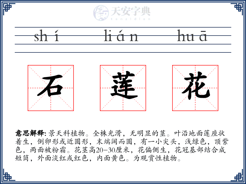 石莲花