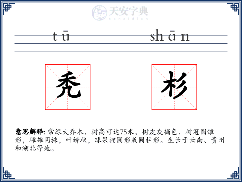 秃杉