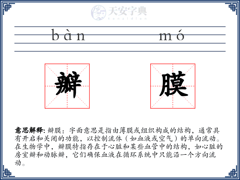瓣膜