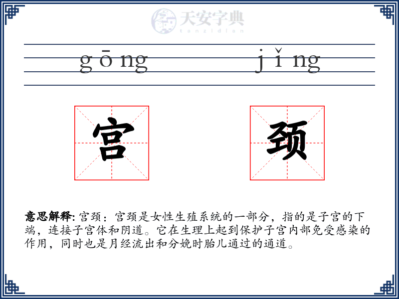 宫颈