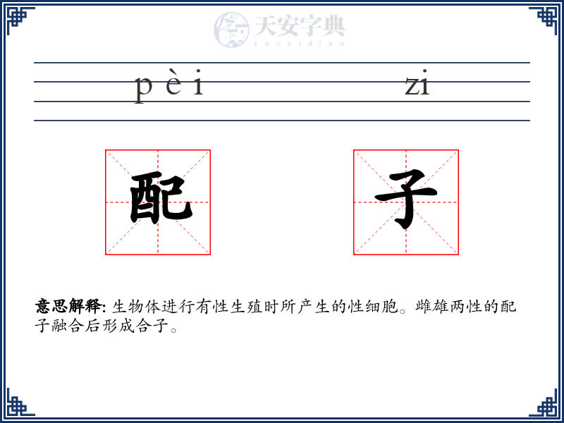 配子