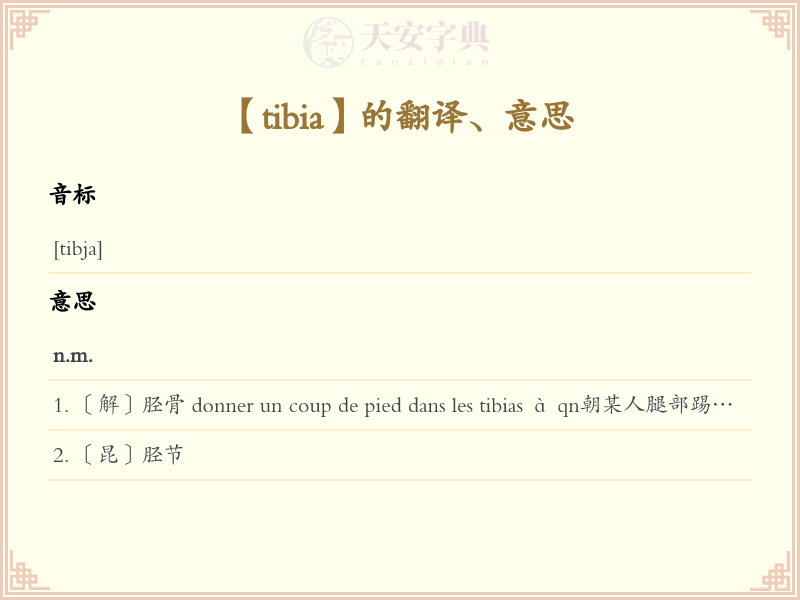 tibia