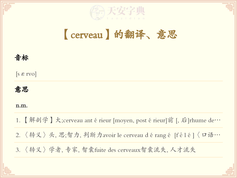 cerveau