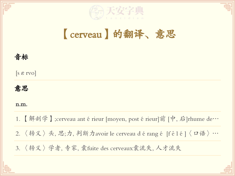 cerveau