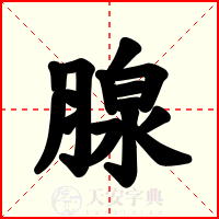 腺