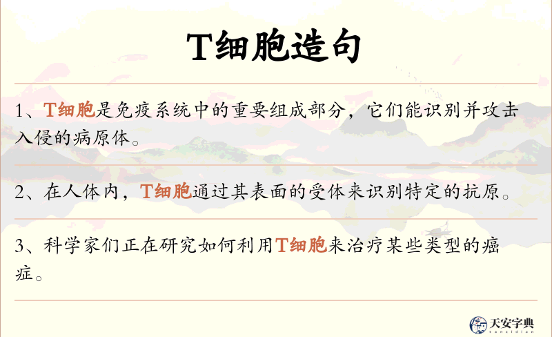 T细胞