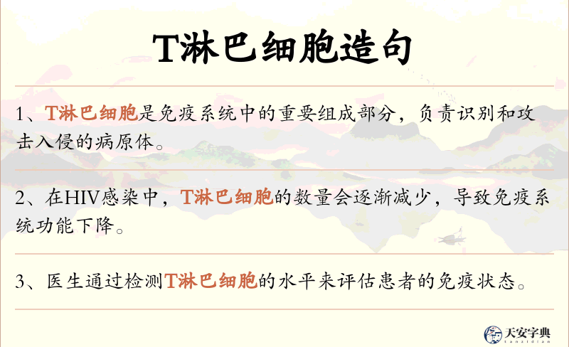 T淋巴细胞
