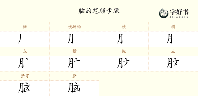 脑