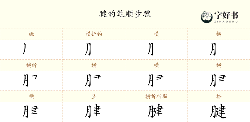 腱