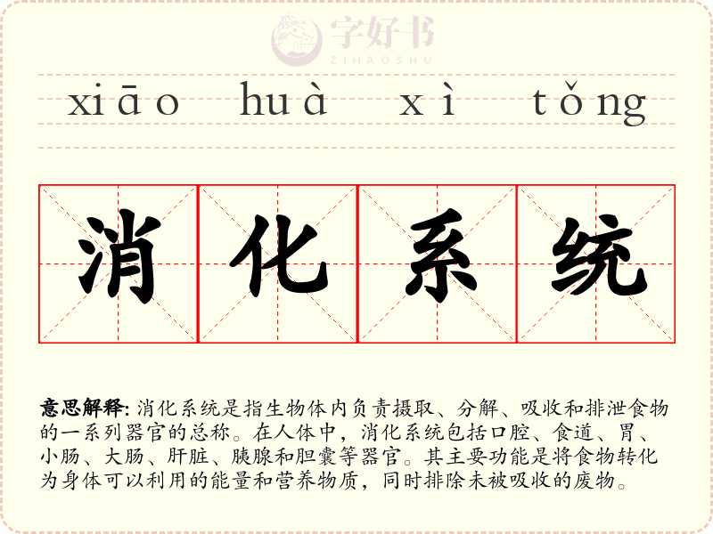 消化系统